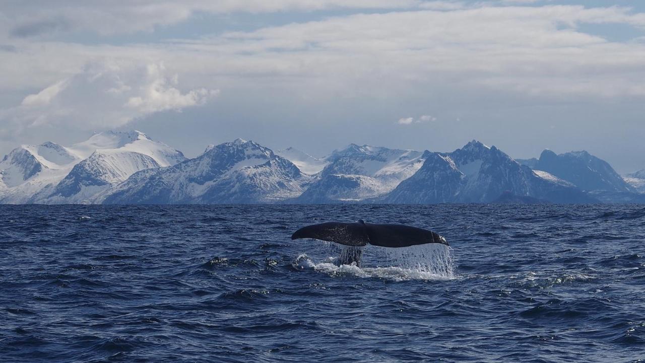 Prima Lofoten Myrland Zewnętrze zdjęcie
